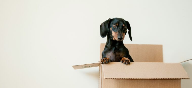 black and brown Dachshund standing in box